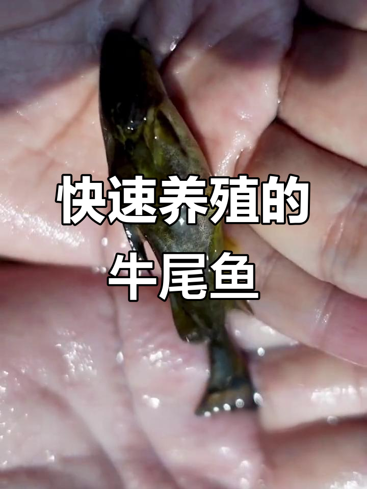 牛尾鱼:底层杂食性,生长迅速,抗病力强