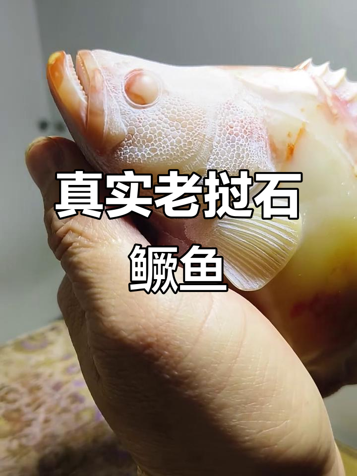 老挝石鳜鱼小摆,写实风格展示