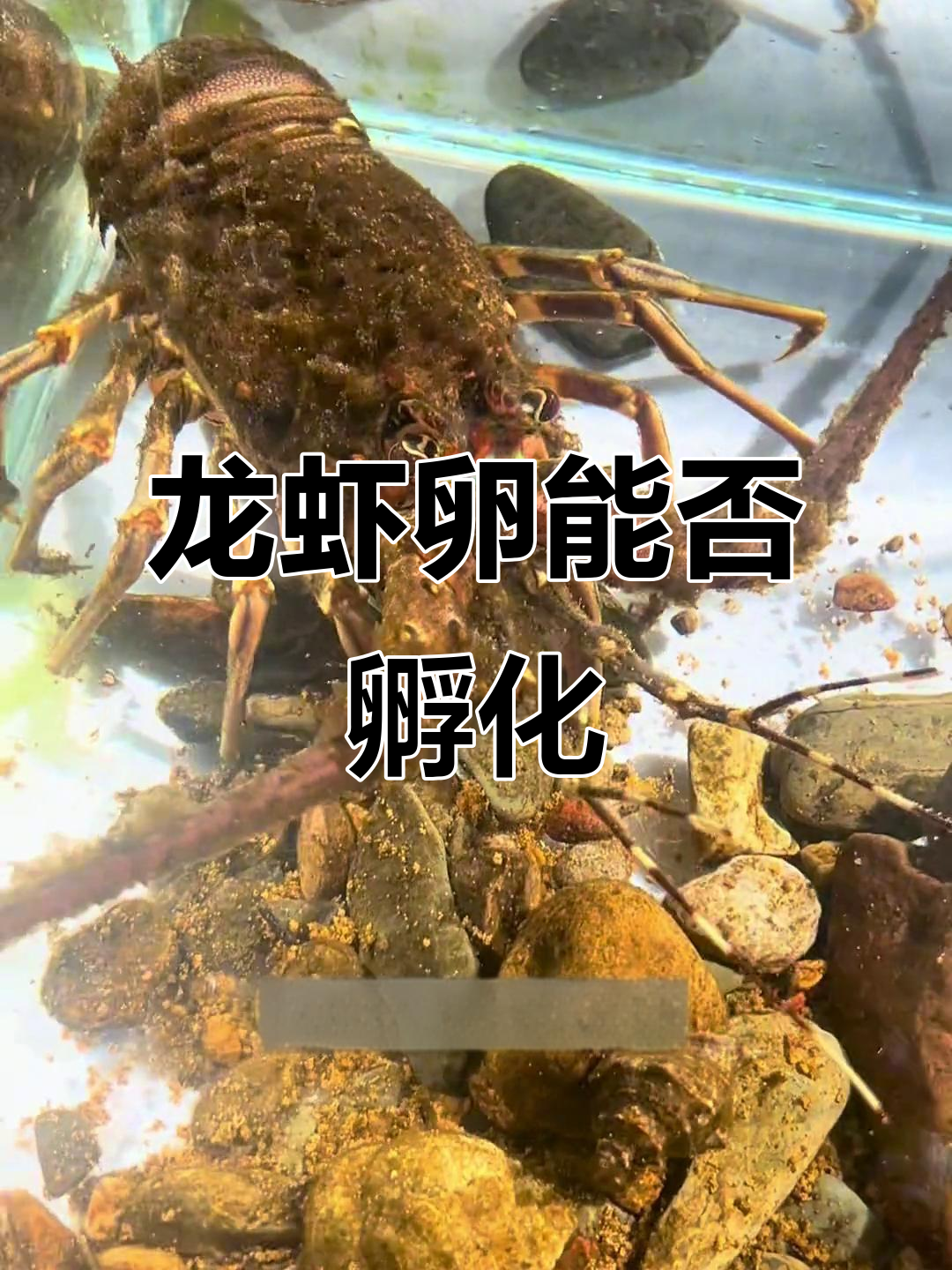 龙虾半途甩卵能孵吗?显微镜揭秘生死一瞬