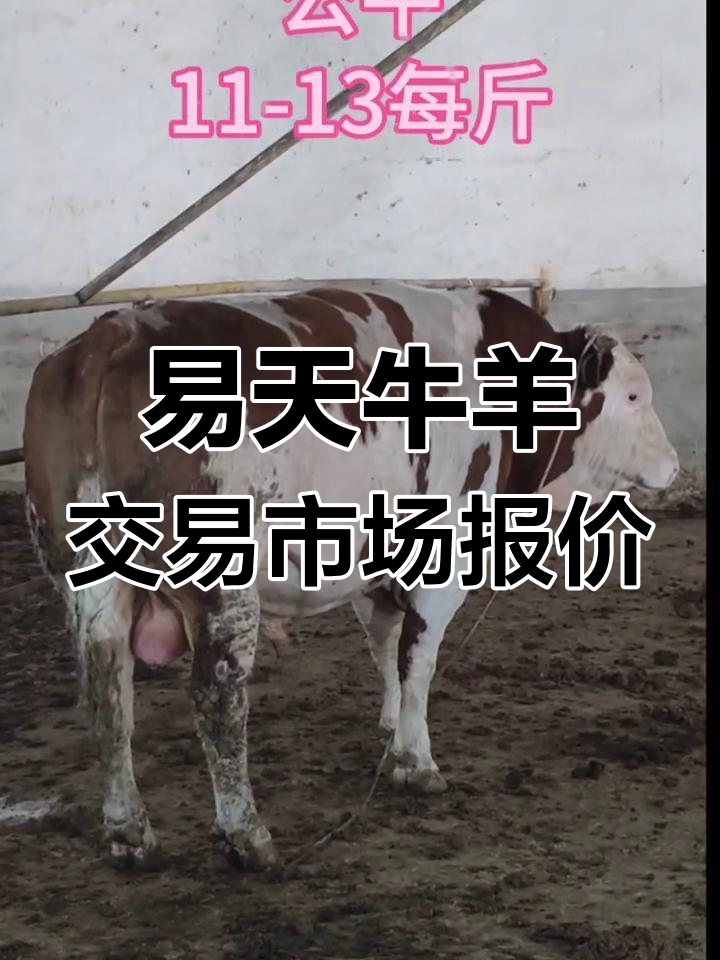 江西易天牛羊市场行情大揭秘:西门塔尔、土黄牛价格一览