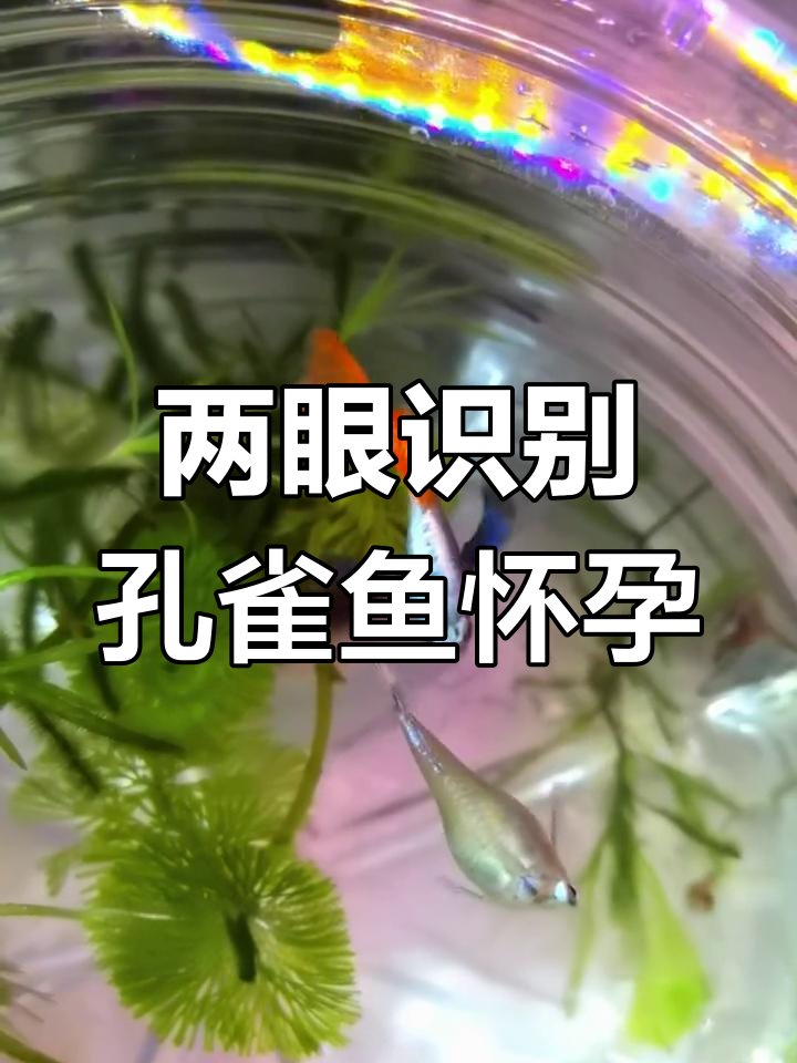 判断孔雀鱼是否怀孕的简单方法