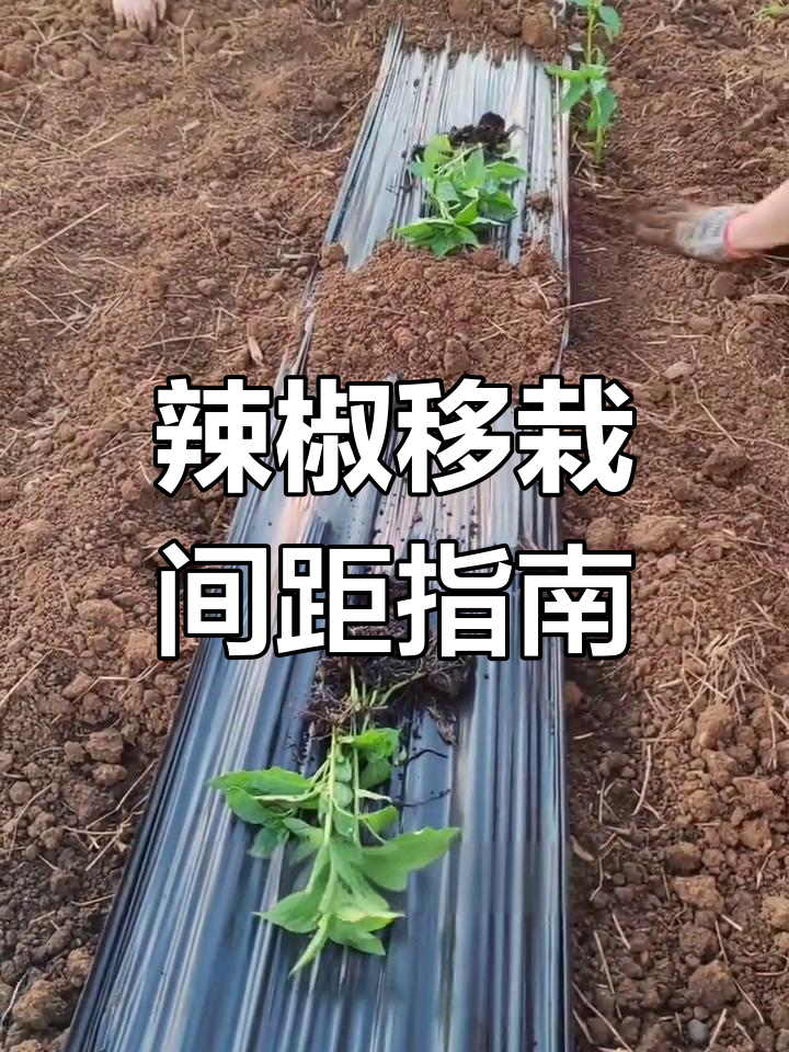 辣椒种植行距株距全解析,如何科学布局提高产量