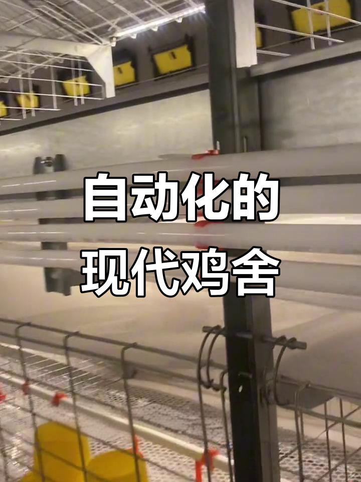 现代化鸡舍自动化功能全解析,轻松养殖更高效