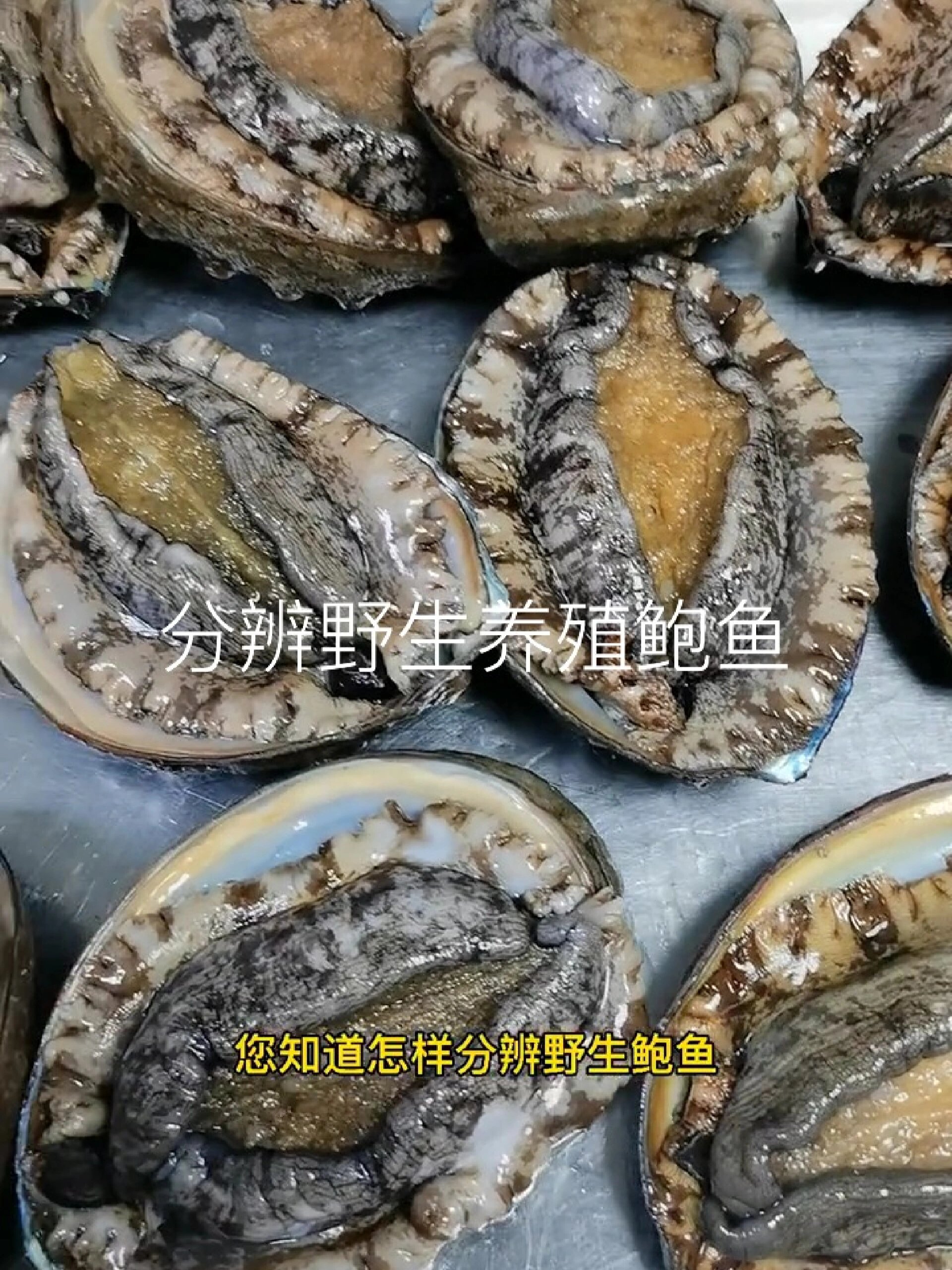 教你分辨野生鲍鱼养殖鲍鱼