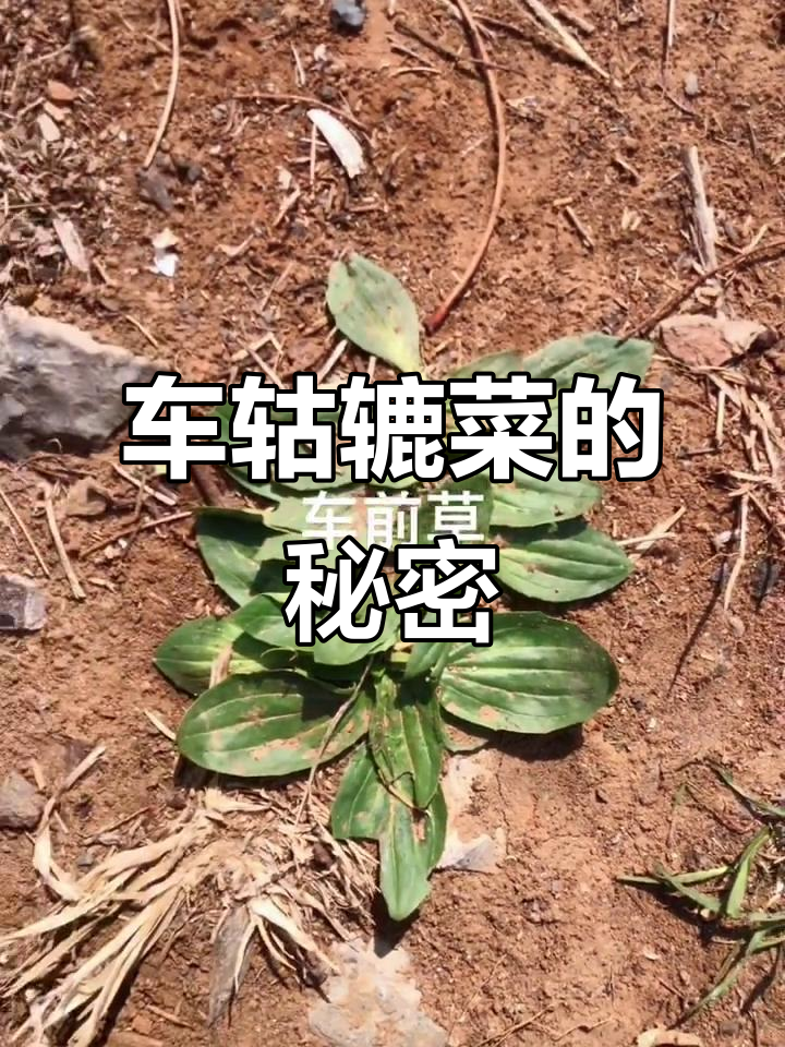 东北的“车轱辘菜”,你那里叫它什么?有什么特别用途吗?