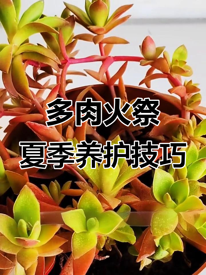 夏季多肉火祭养护秘籍,避免强光直射与根腐问题