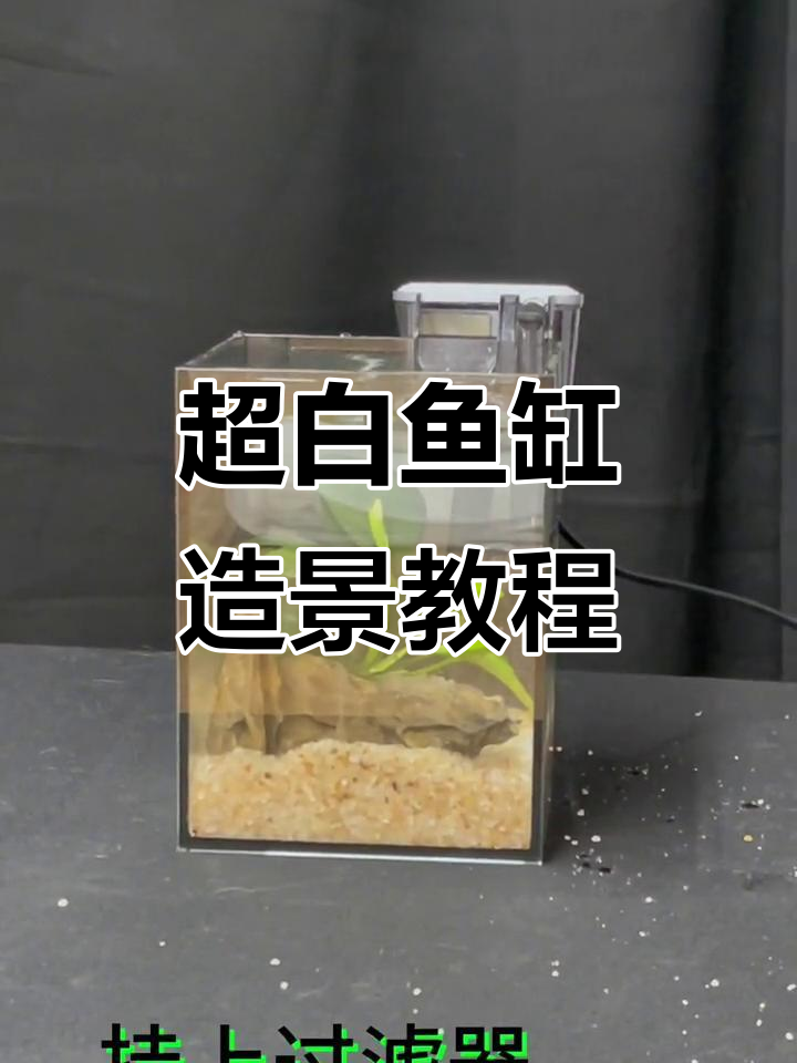 打造自然生态鱼缸，超白缸造景全攻略