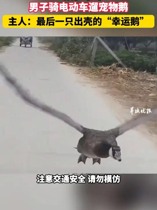 飞鹅出击 男子骑电动车遛宠物鹅 主人:最后一只出壳的幸运鹅