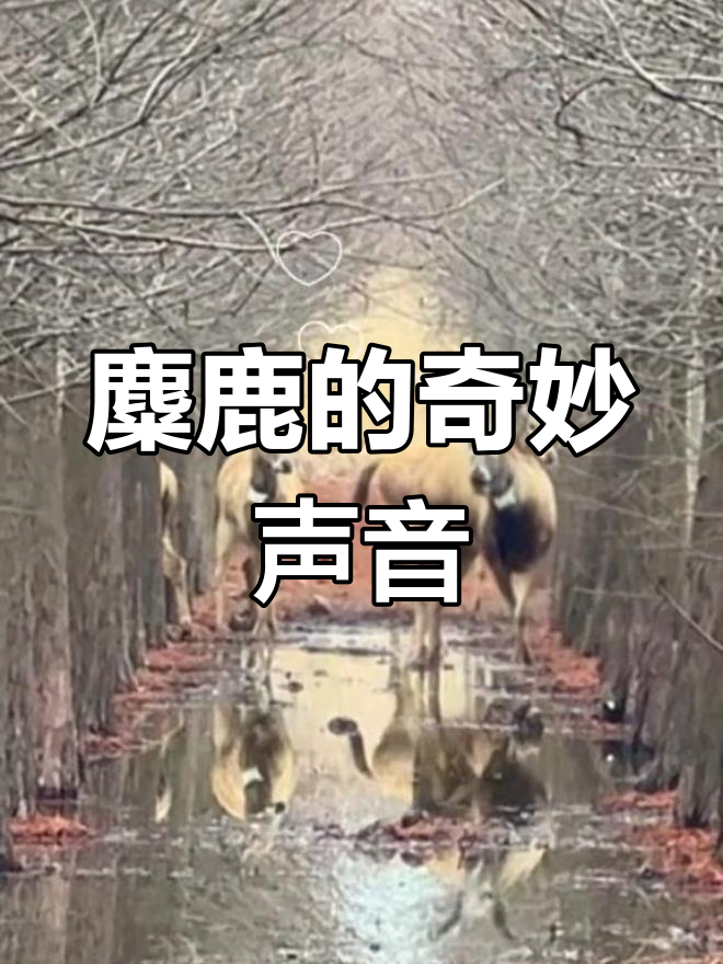 麋鹿飞天的秘密:叫声竟然是这样!