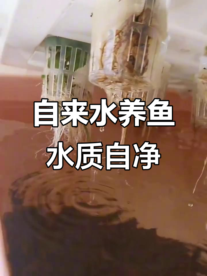 阳台鱼菜共生小系统,三箱循环水养泥鳅,水质清澈不换水