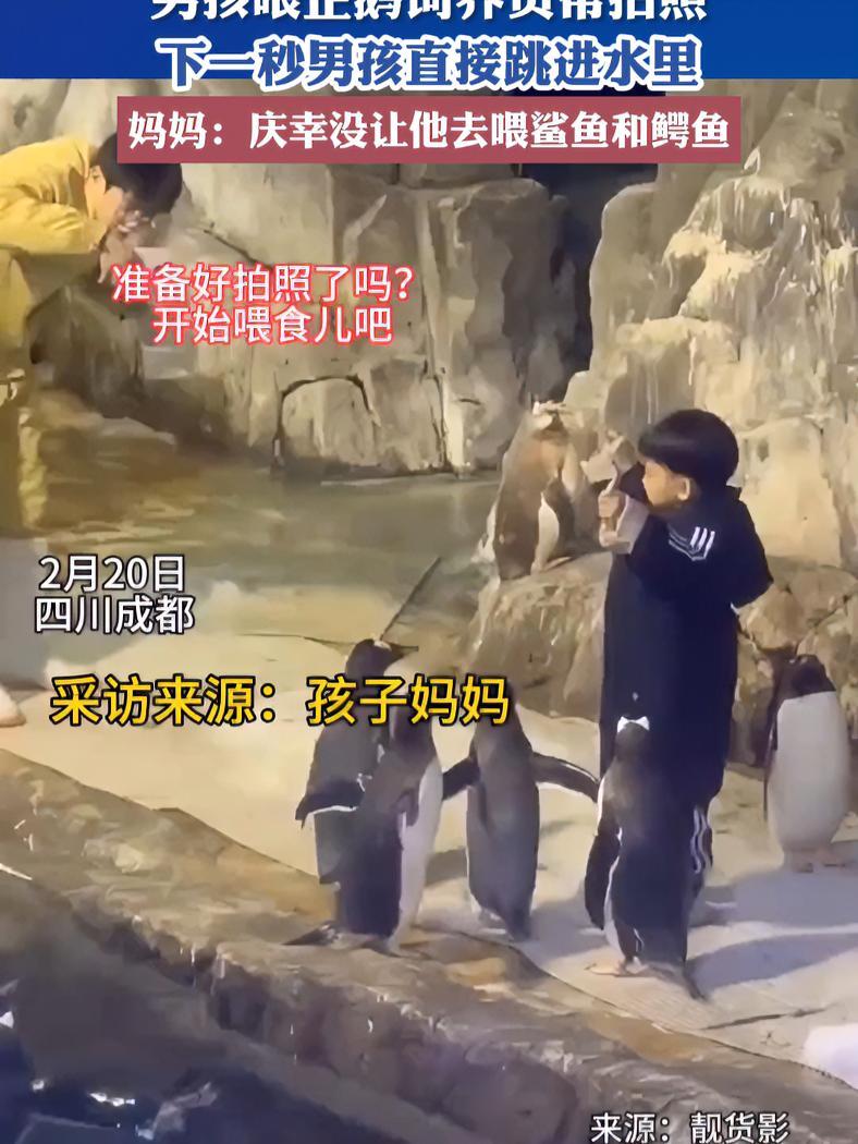男孩喂企鹅饲养员帮拍照,下一秒男孩直接跳进水里,妈妈:庆幸没让他去喂鲨鱼和鳄鱼。小孩哥喂企
