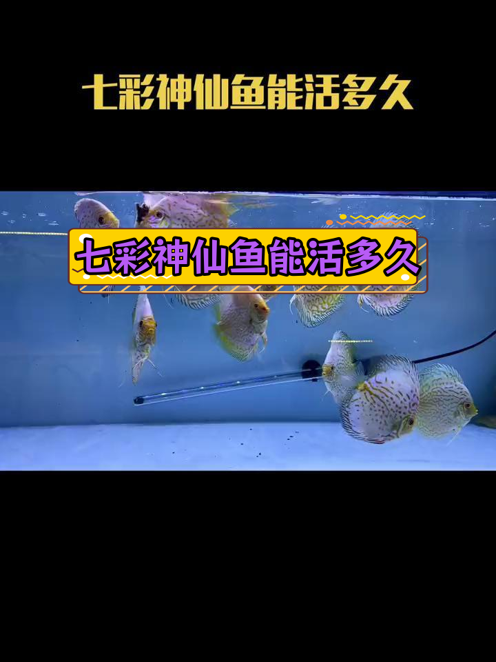 七彩神仙鱼的寿命有多长?