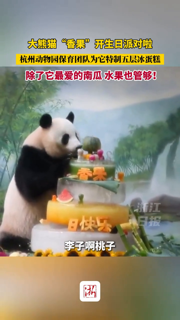 大熊猫“香果”开5周岁生日派对啦