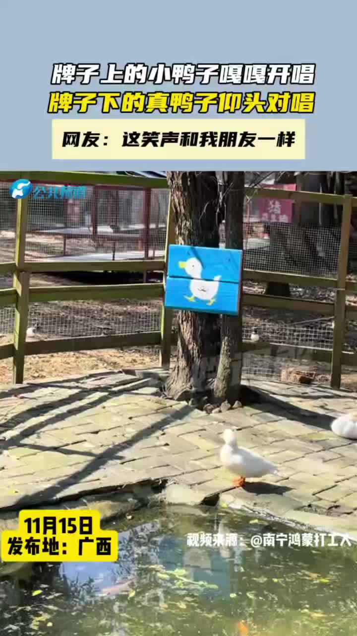 牌子上的小鸭子嘎嘎开唱,牌子下的真鸭子仰头对唱