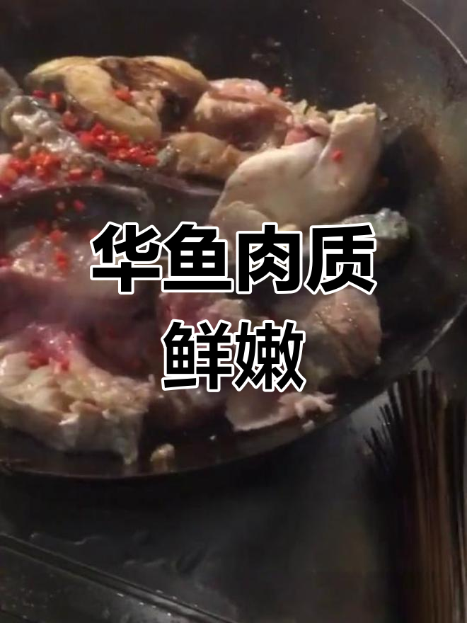 长江大口鲶,鲜美华鱼