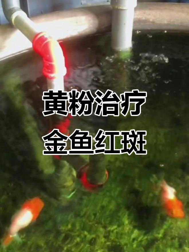金鱼红斑消失,黄粉泡三天恢复如初