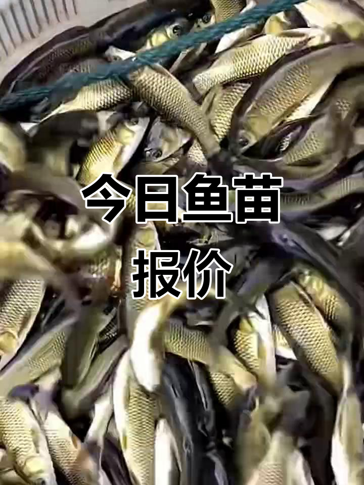 鱼苗价格大揭秘,放养老板必看!