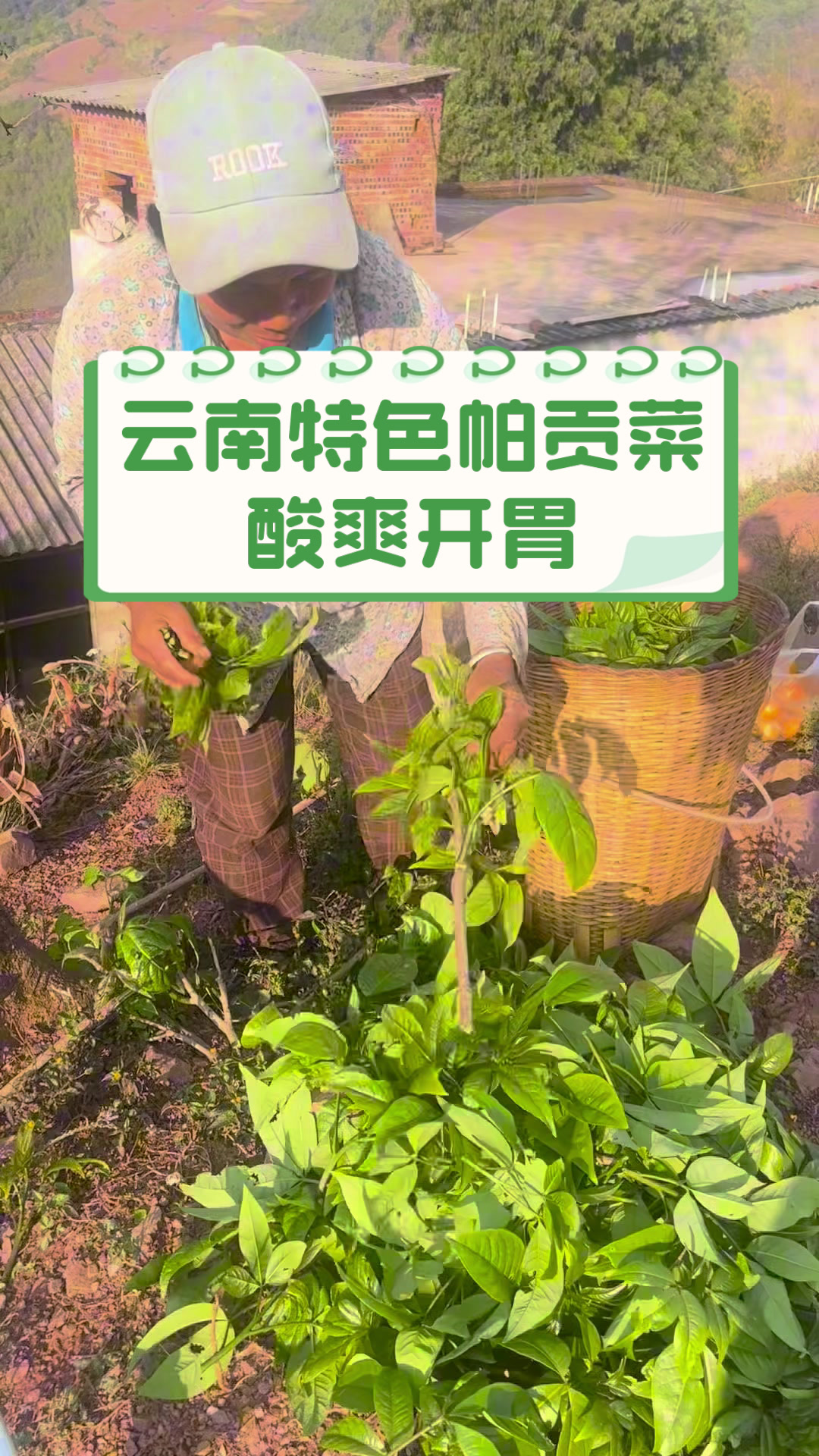 云南特色帕贡菜酸爽开胃