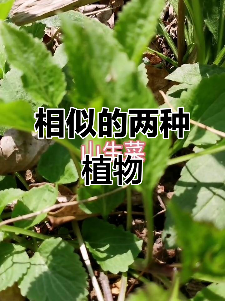 山生菜与三脉紫菀,外形相似,你尝过吗?