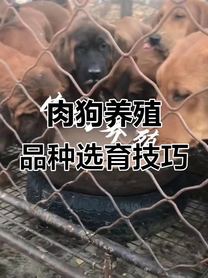 肉狗养殖技术大揭秘:如何选择最适合的品种进行改良
