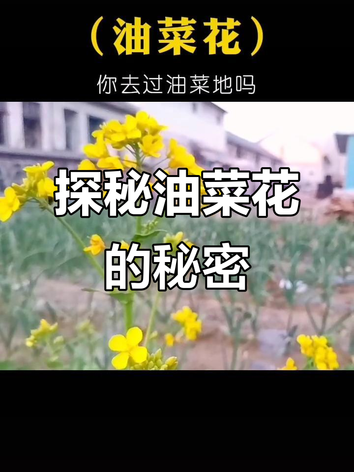 油菜花:从欧洲到餐桌,经济价值与美食的完美结合