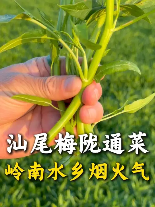 汕尾好水养好菜,如何演绎张爱玲笔下的蓊菜?