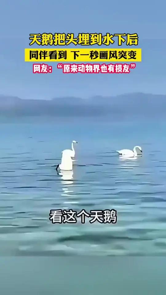 天鹅把头埋到水下后,同伴看到下一秒画风突变,网友“原来动物界也有损友”