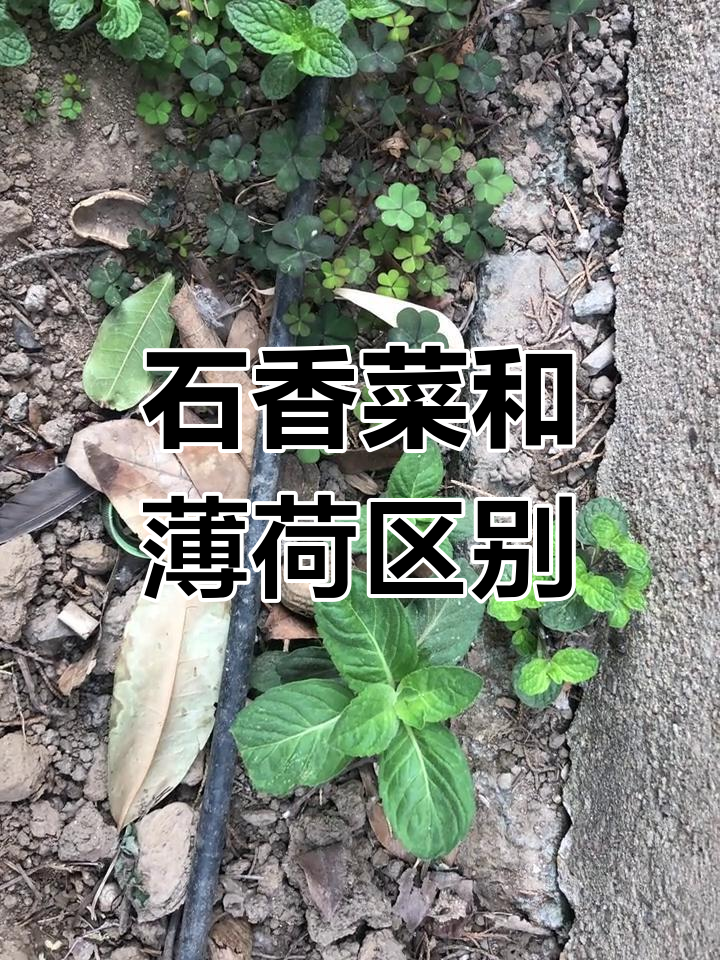 河南石香菜与薄荷的区别,你了解吗?