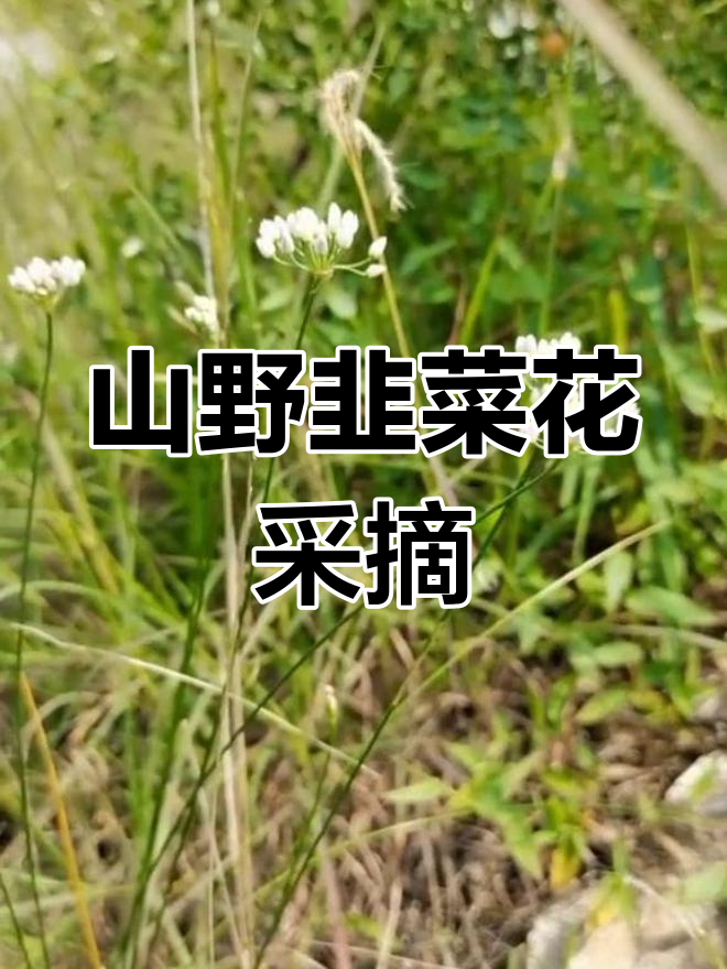 邢台山野韭菜花,炝锅面的天然美味