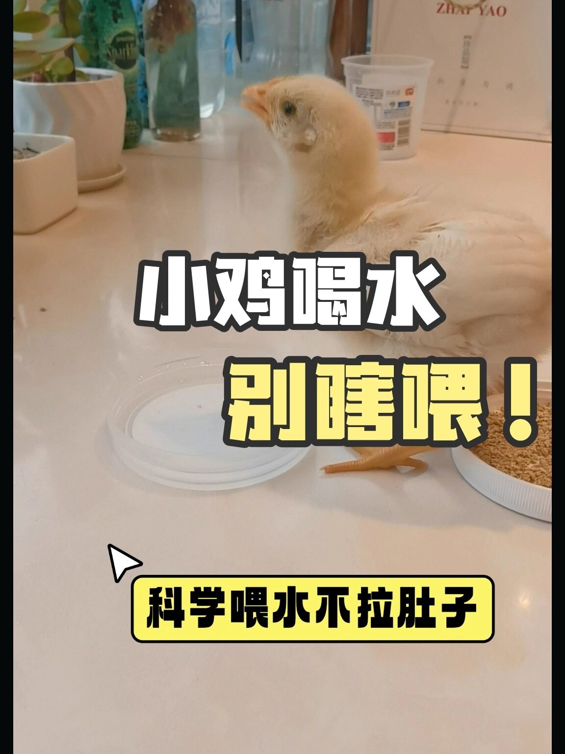 小鸡多大才能喝水?别瞎喝!