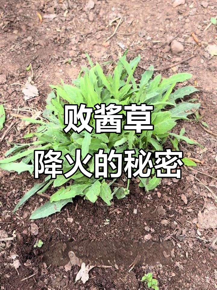中华苦荬菜:败火良方,田间地头常见