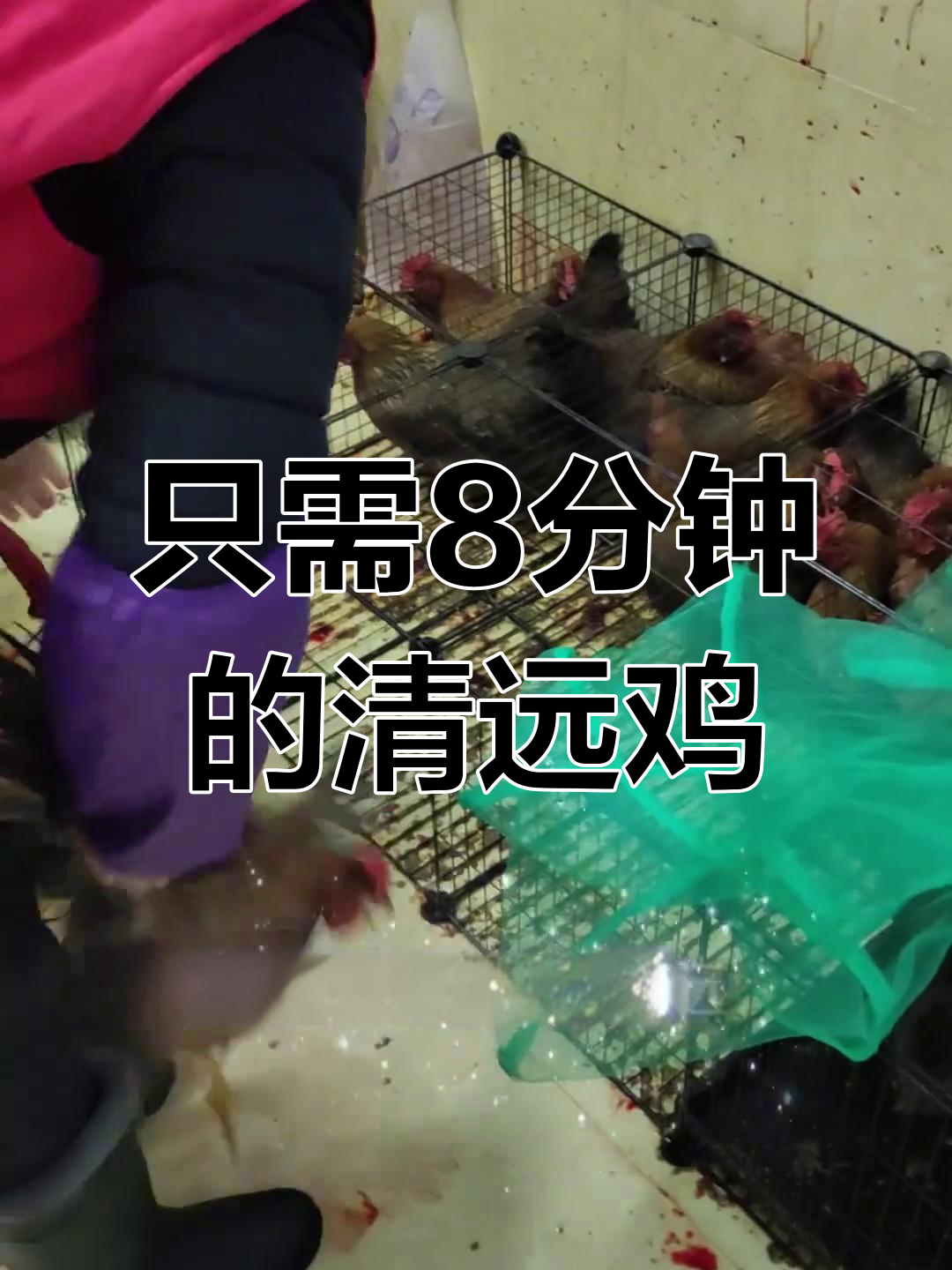 清远鸡的完美做法,8分钟煮出鲜美鸡汤