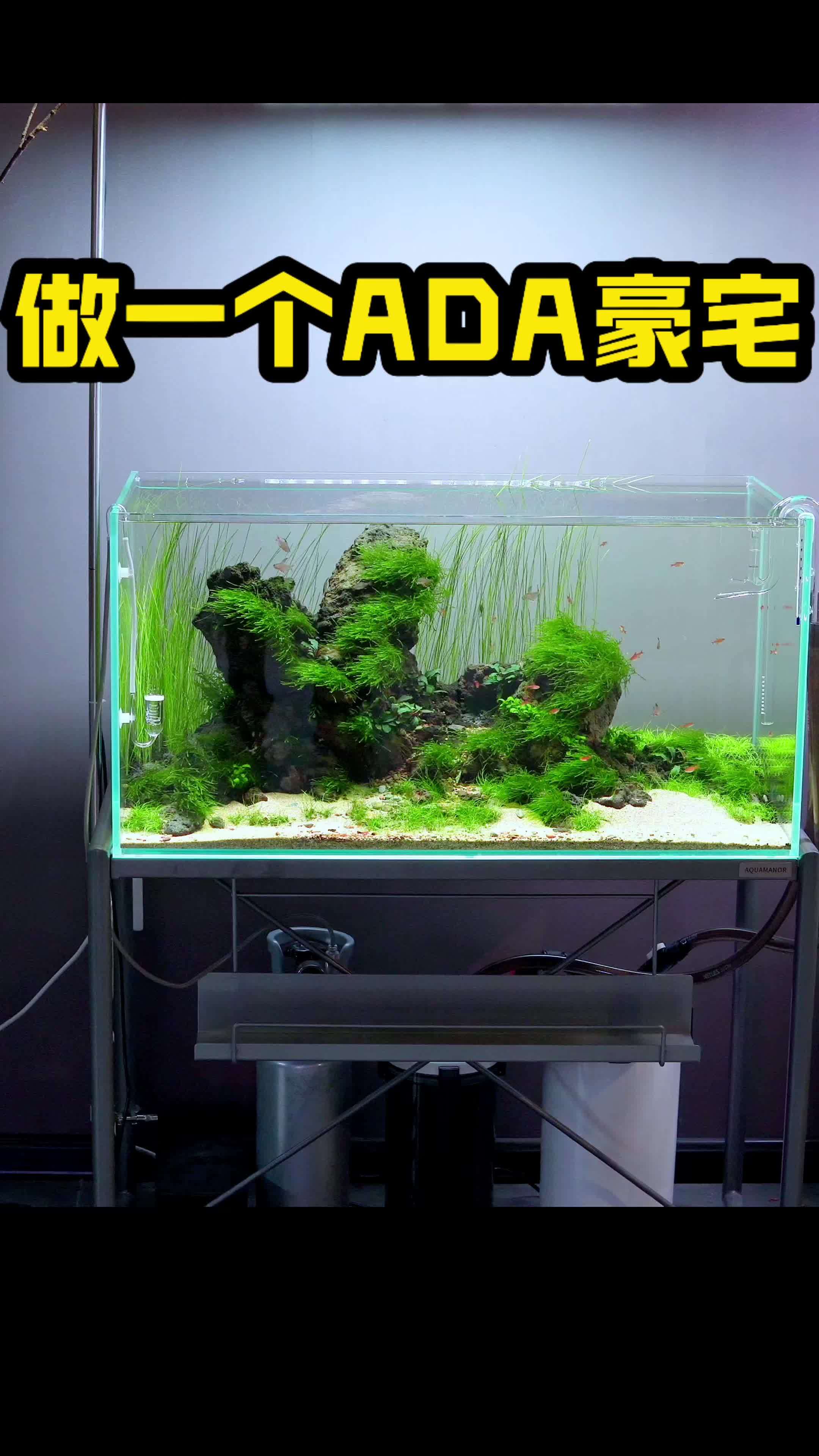 哈哈哈教你用500块在鱼缸里做出百万造景!其实就是几块破石头,啥也不是!过几天出详细教程!