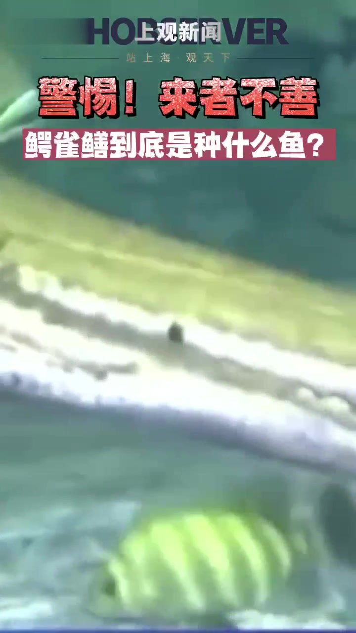警惕!来者不善 鳄雀鳝到底是种什么鱼?