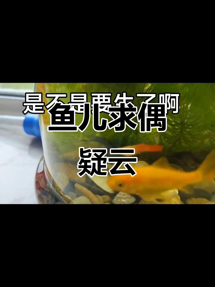 公鱼追母鱼,但肚子不大,难道是快生了?