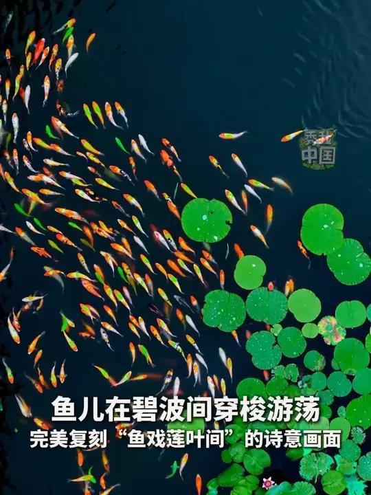 绝美瞬间，见者好运！鱼儿在碧波间穿梭游荡，完美复刻“鱼戏莲叶间”的诗意画面
