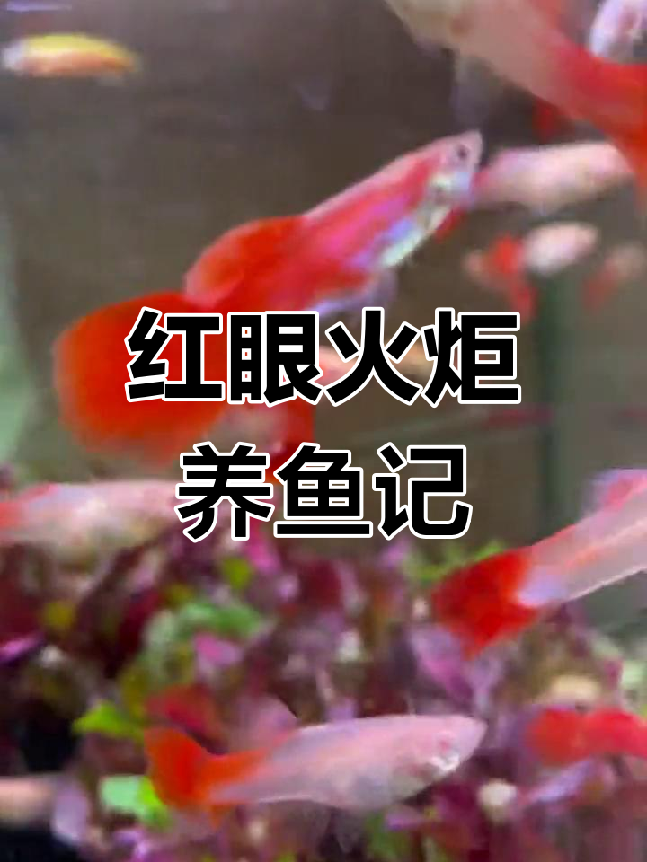 孔雀鱼红眼火炬饲养日记