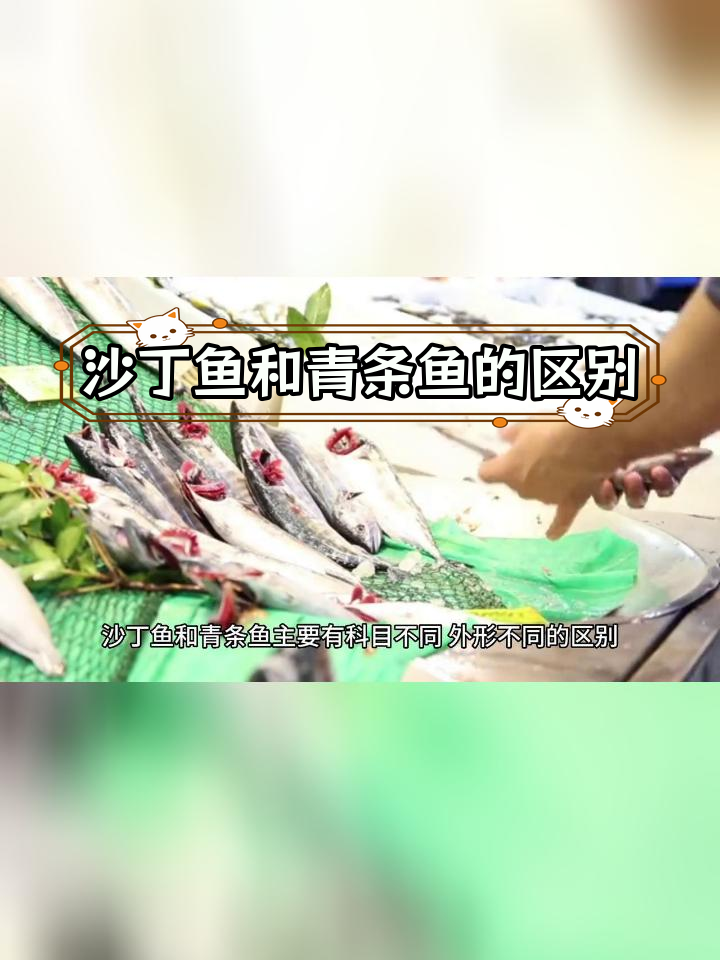 沙丁鱼与青条鱼的差异解析
