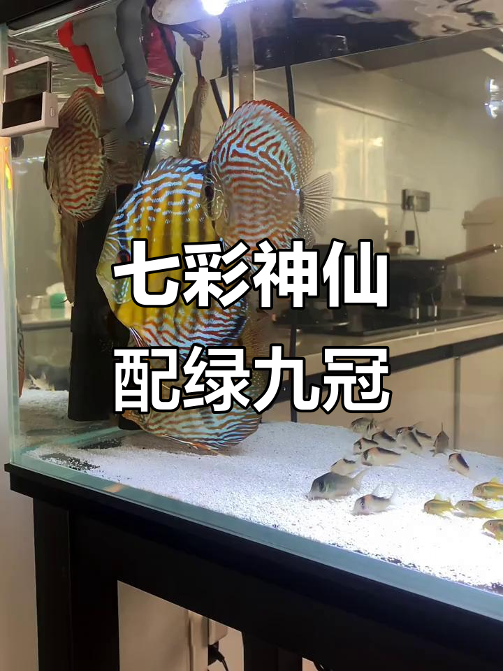 七彩神仙鱼与绿九冠的搭配,效果如何?