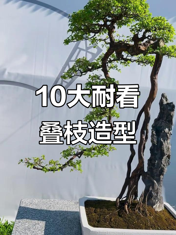 10种经典叠枝造型,轻松打造美丽盆景