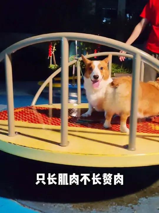 :我就是小俊俊!柯基小短腿狗子日常小狗狗狗子的心思都写在脸上了小狗能有什么坏心思呢