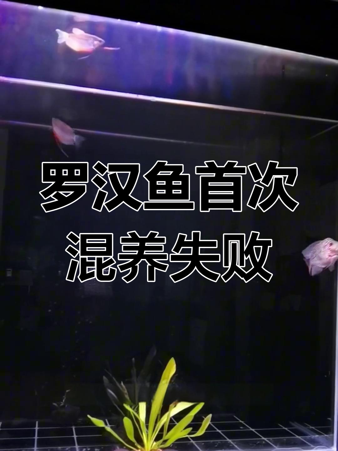 罗汉鱼混养失败,珍珠马甲险被追死