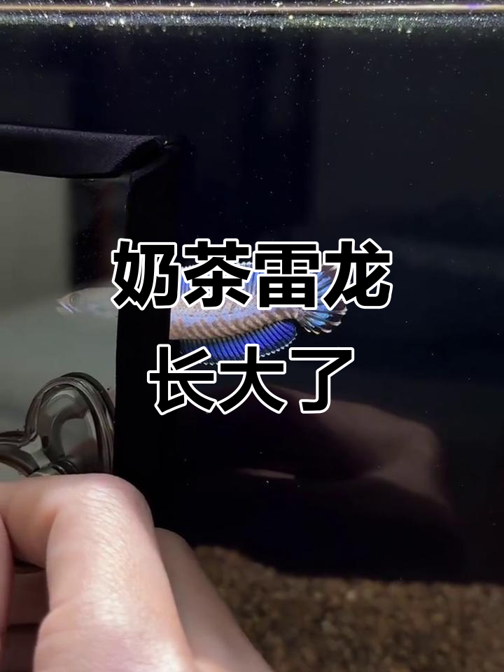 小奶茶逐渐长大,雷龙鱼陪伴成长