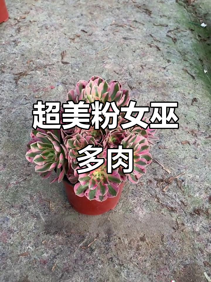 颜值爆表的粉女巫,少女心满满的多肉法师