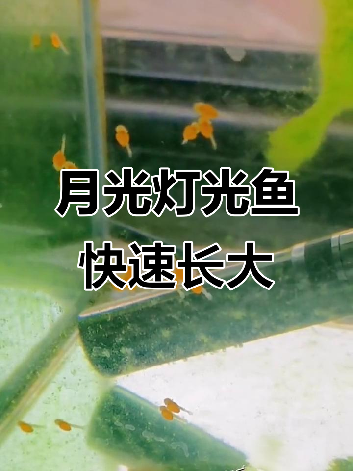 大帆月光灯鱼成长记:从卵到一厘米只需一个月