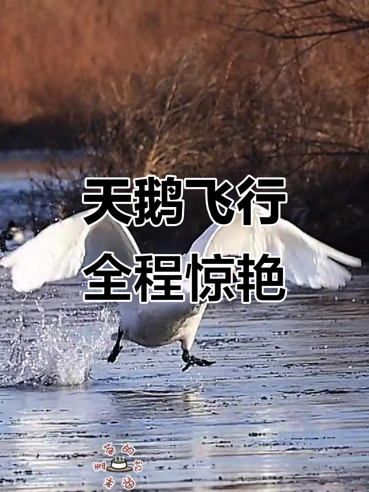 天鹅完美起飞降落,展翅飞翔丝滑如画