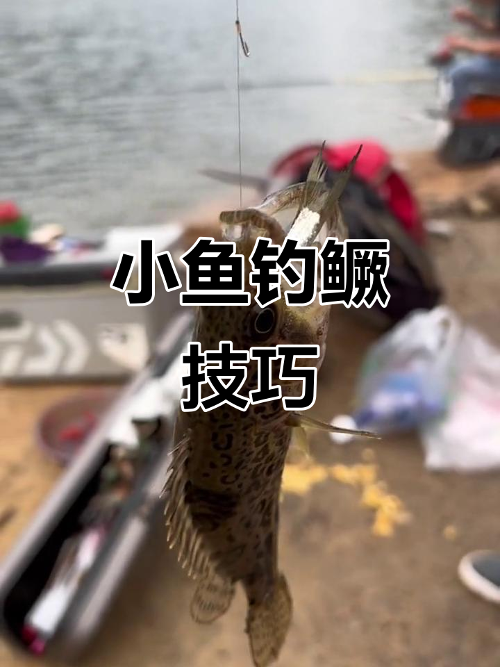 用小鱼钓鳜鱼,轻松上手!