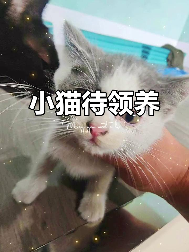 谁想养小猫?两个月大,公母随机,快来给它们一个温暖的家!