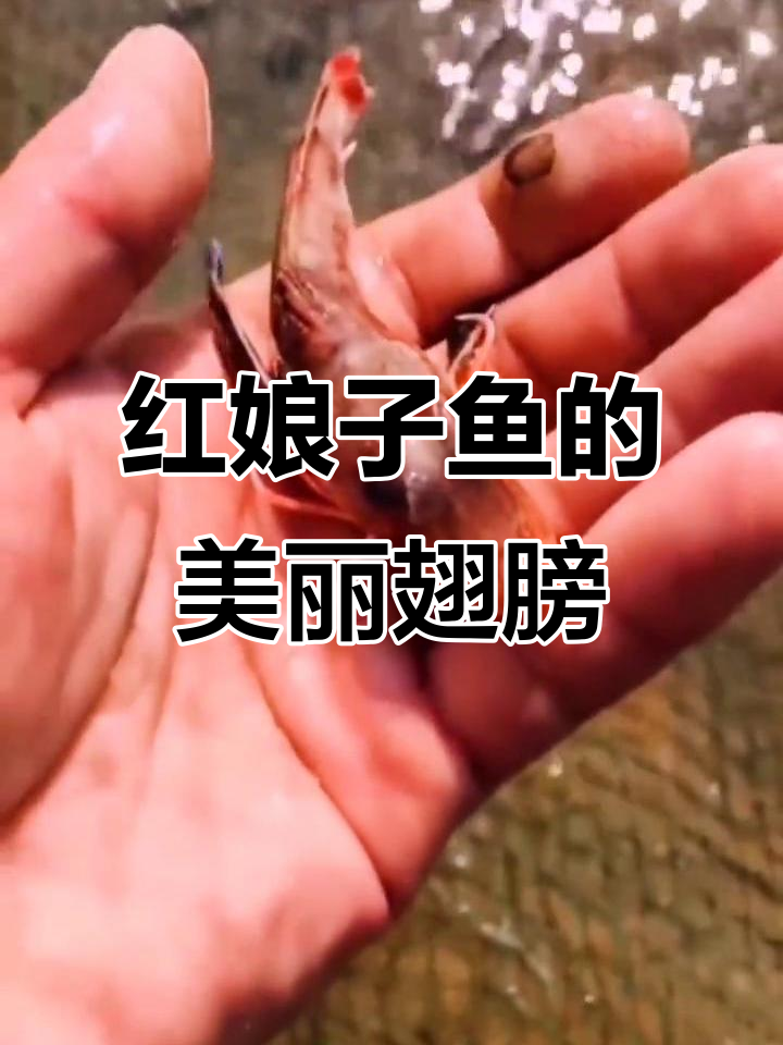 传说中的红娘子鱼,翅膀展开惊艳全场