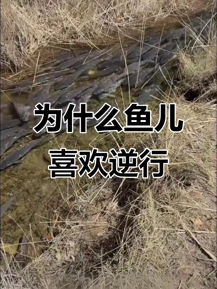 鱼为何逆流而上？揭秘水质与食物的秘密